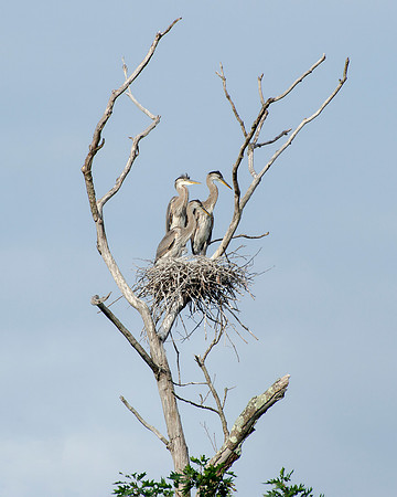 Great Blue Herons - Nest