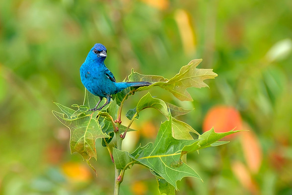 Indigo Bunting - Perched I