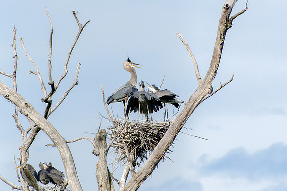Great Blue Heron - Nest Juveniles