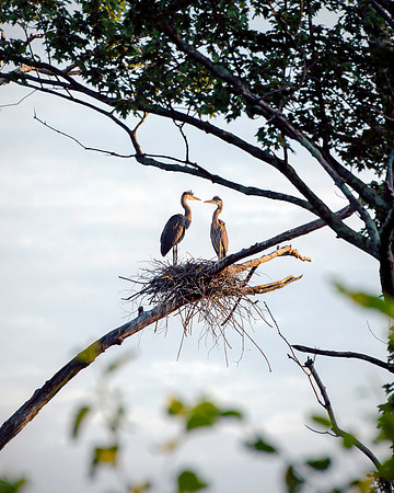 Great Blue Heron - Love Birds