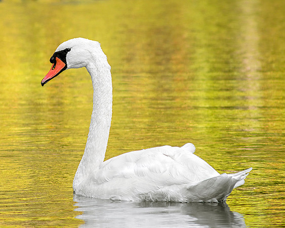 Mute Swan - Fall