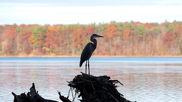 Great Blue Heron Fall Silhouette - Panoramic