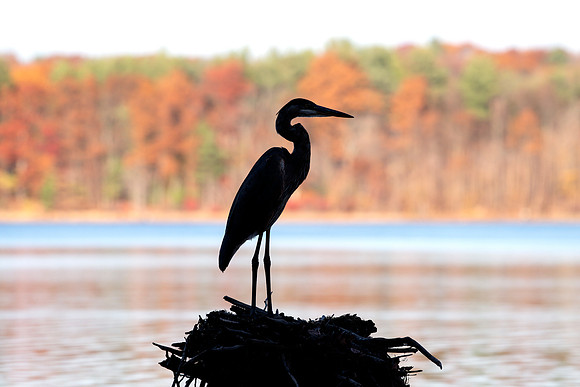Great Blue Heron Silhouette -Fall