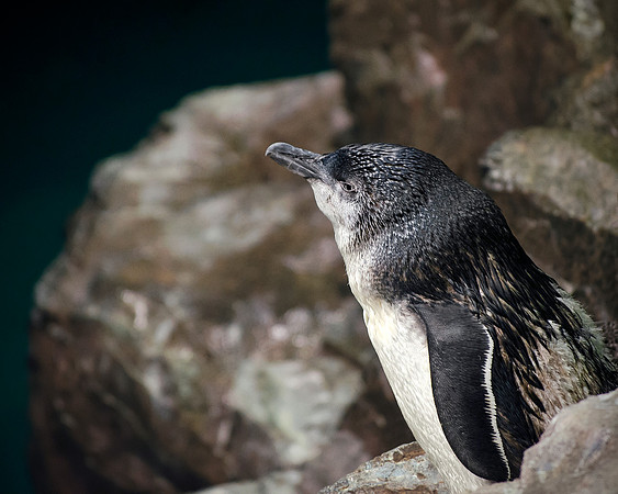 Little Blue Penguin