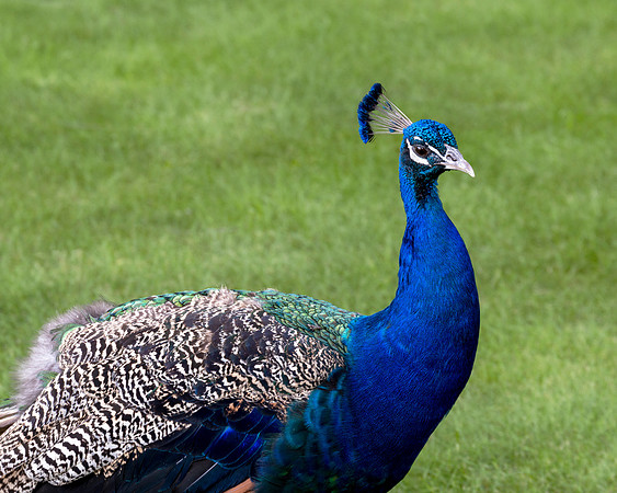 Male Indian Blue Peacock