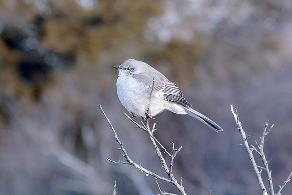 Northern Mocking Bird - Winter