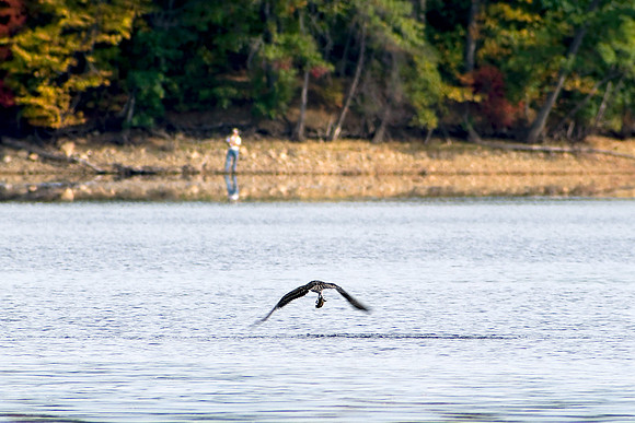 Osprey with Catch