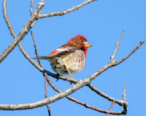 Purple Finch - Male Perched