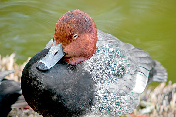 Red Crested DuckII