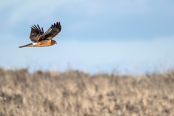 Red Tailed Hawk - In Flight