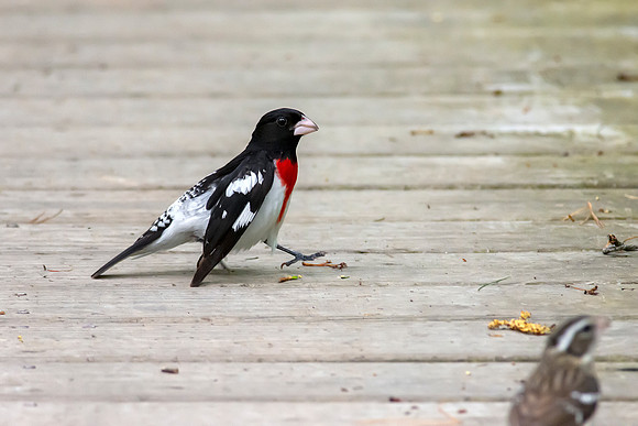 Rose-Breasted Grosbeak - Male Strutting