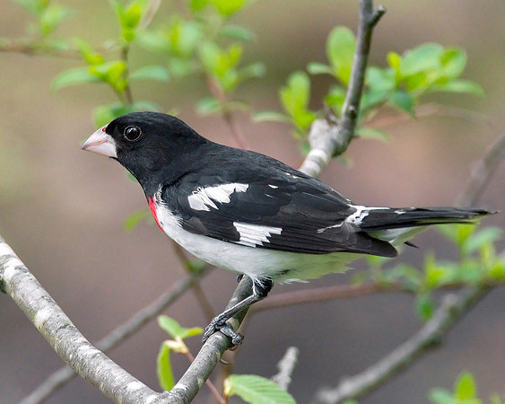 Rose-Breasted Grosbeak - Male Perched