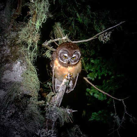 Norhtern Juvenile Saw-Whet Owl - Perched