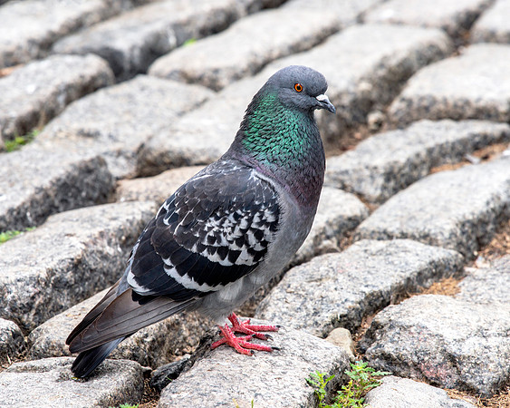 Pigeon - Cobblestones