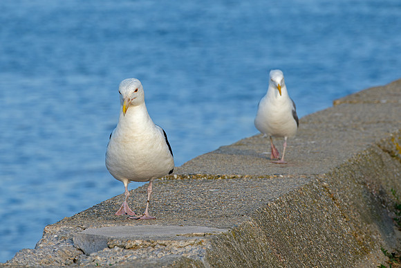 Seagulls - Marching Seagulls