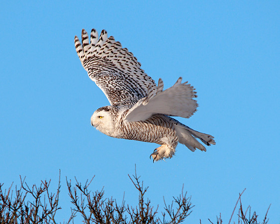 Snowy Owl - Hunting