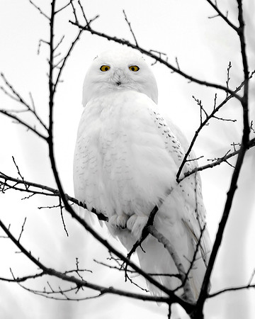 Snowy Owl - Winter Perched
