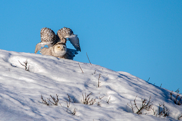 Snowy Owl Taking Flight - Winter