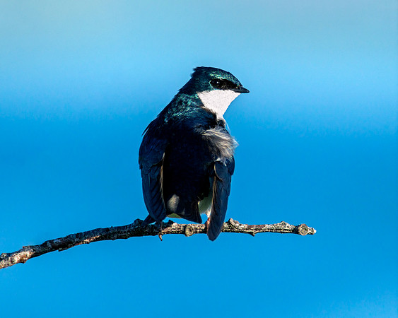 Tree Swallow - Perched Early Morning
