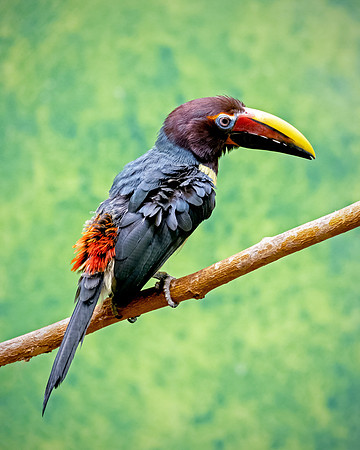 Toucan Green Aracari (Pteroglossus viridus) - Female