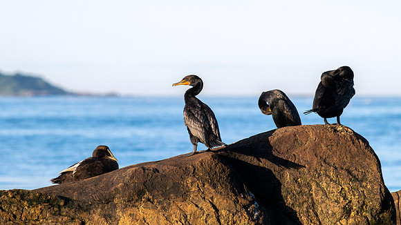 Shorebirds - Great Cormorants & Common Eider