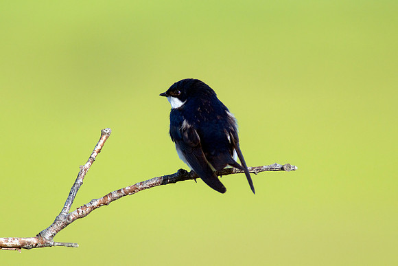 Tree Swallow - Perched Branch