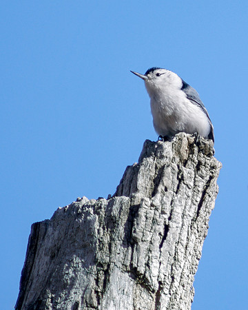 White Breasted Nuthatch - Stump Perched