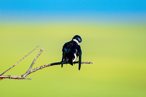 Tree Swallow - Perched Looking Back