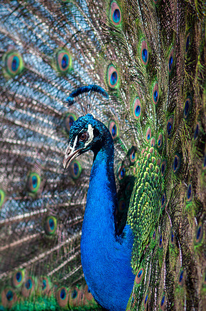 Peacock - Plumage