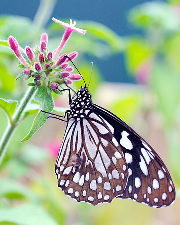 I Blue Tiger Butterfly - Perched