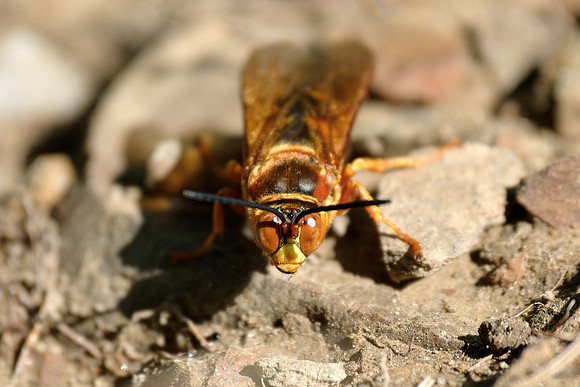 I Cicada Killer Wasp - 1