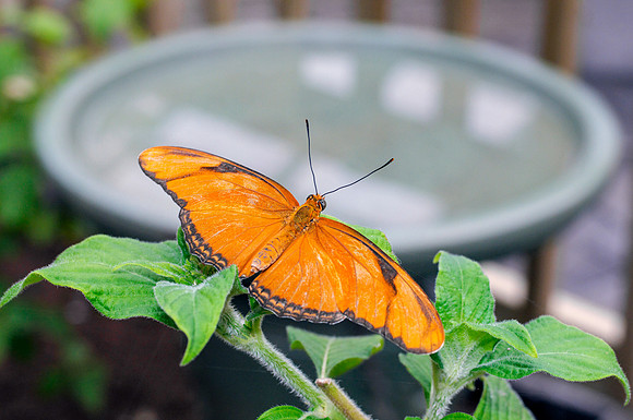 I Julia Heliconian Butterfly - Garden