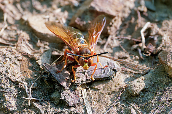I Cicada Killer Wasp - Full