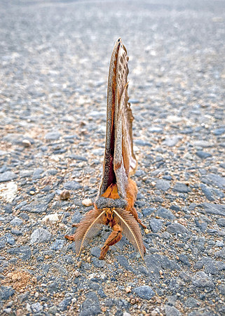 I Polyphemus moth on Pavement - Antheraea Polyphemus