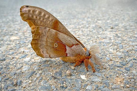 I Polyphemus moth in Parking Lot - Antheraea Polyphemus
