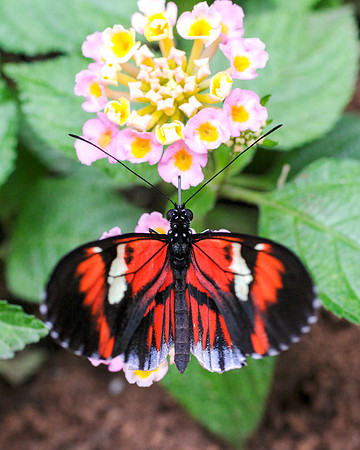 I Postman Butterfly - Perched II