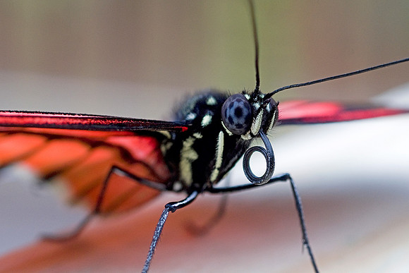 I Postman Butterfly - Close Up