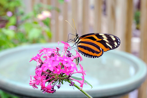 I Tiger Heliconian Butterfly - Garden