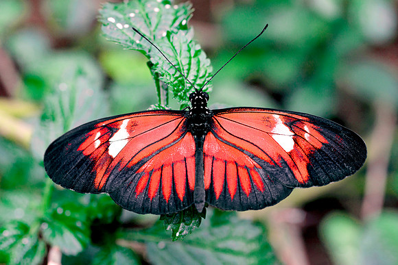 I Postman Butterfly - Perched