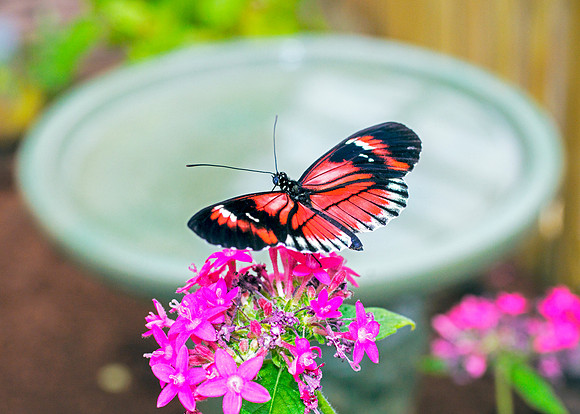 I Postman Butterfly - Garden