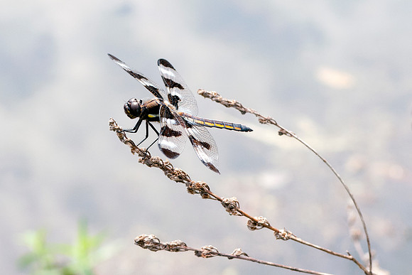I Twelve-Spotted Skimmer Dragonfly - Perched