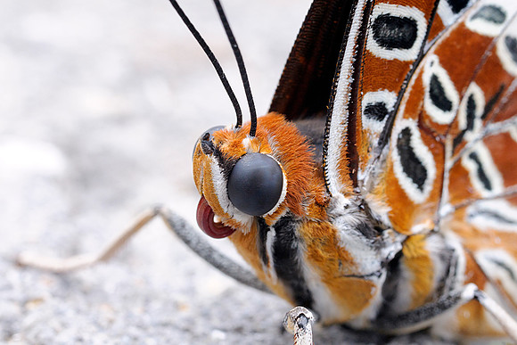 I White Barred Emperor Butterfly - Portrait