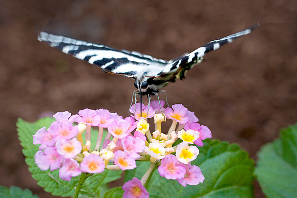 I Zebra Swallowtail - Feeding/Pollinating