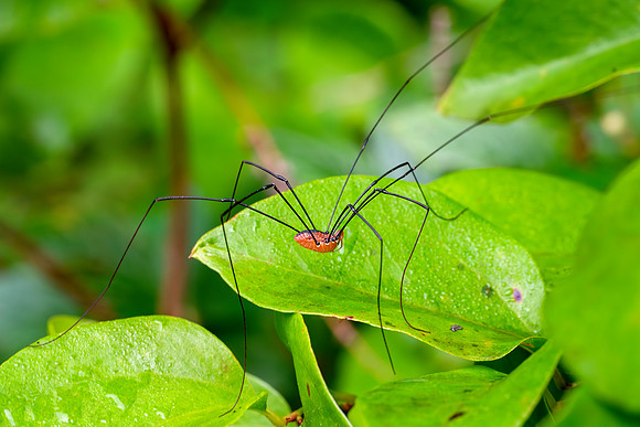 I Eastern Harvestman - Leaf