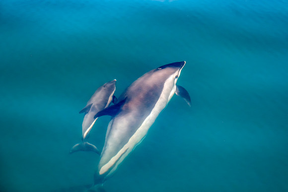 Atlantic White-Sided Dolphin Under Water - Mother and Calf