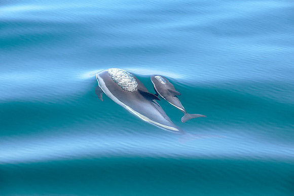 Atlantic White-Sided Dolphin - Mother and Calf
