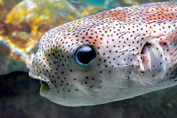 Balloon Fish - Close Up