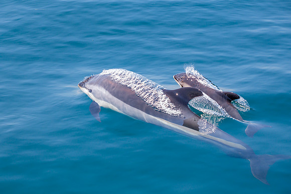 Atlantic White-Sided Dolphin - Mother and Calf At Surface II