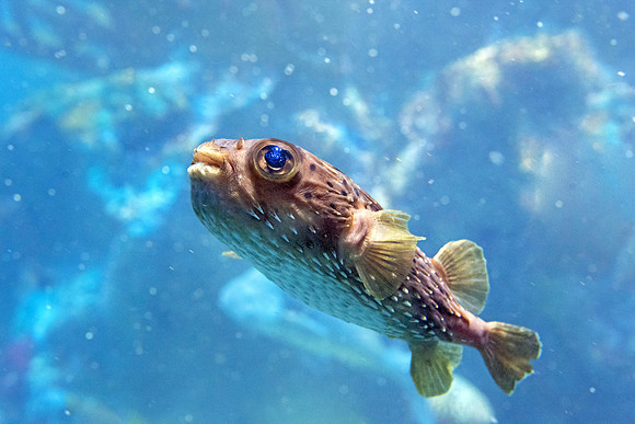 Balloonfish