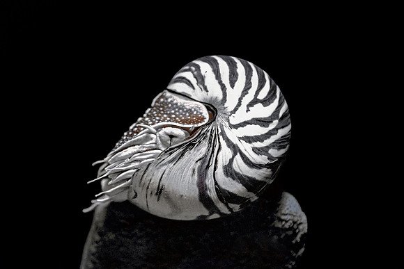 Chambered Nautilus (Nautilus Pompilius)